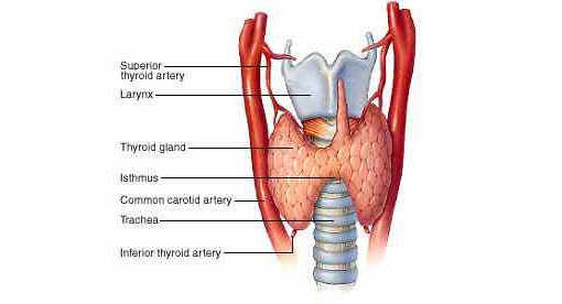 Waking up a sluggish thyroid