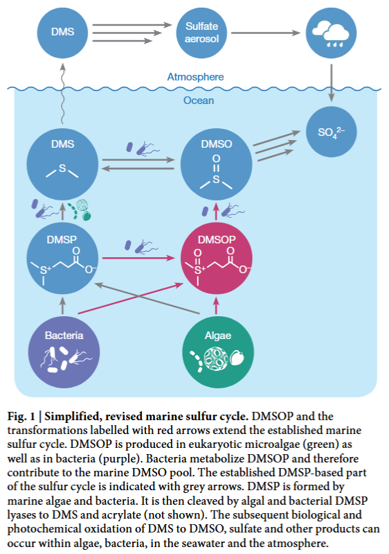 The DMSO files: Part 1 - Birth of a Legend